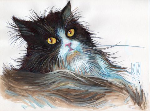 Cat 1